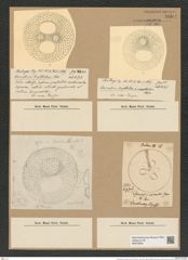 Coscinodiscus excavatus Grev. (de-Toni-Nr.: Genus 202, Species 4988) Zeichnungen Sammlung Grunow Nr. 8604 (NHMW-BOT-W0378264)